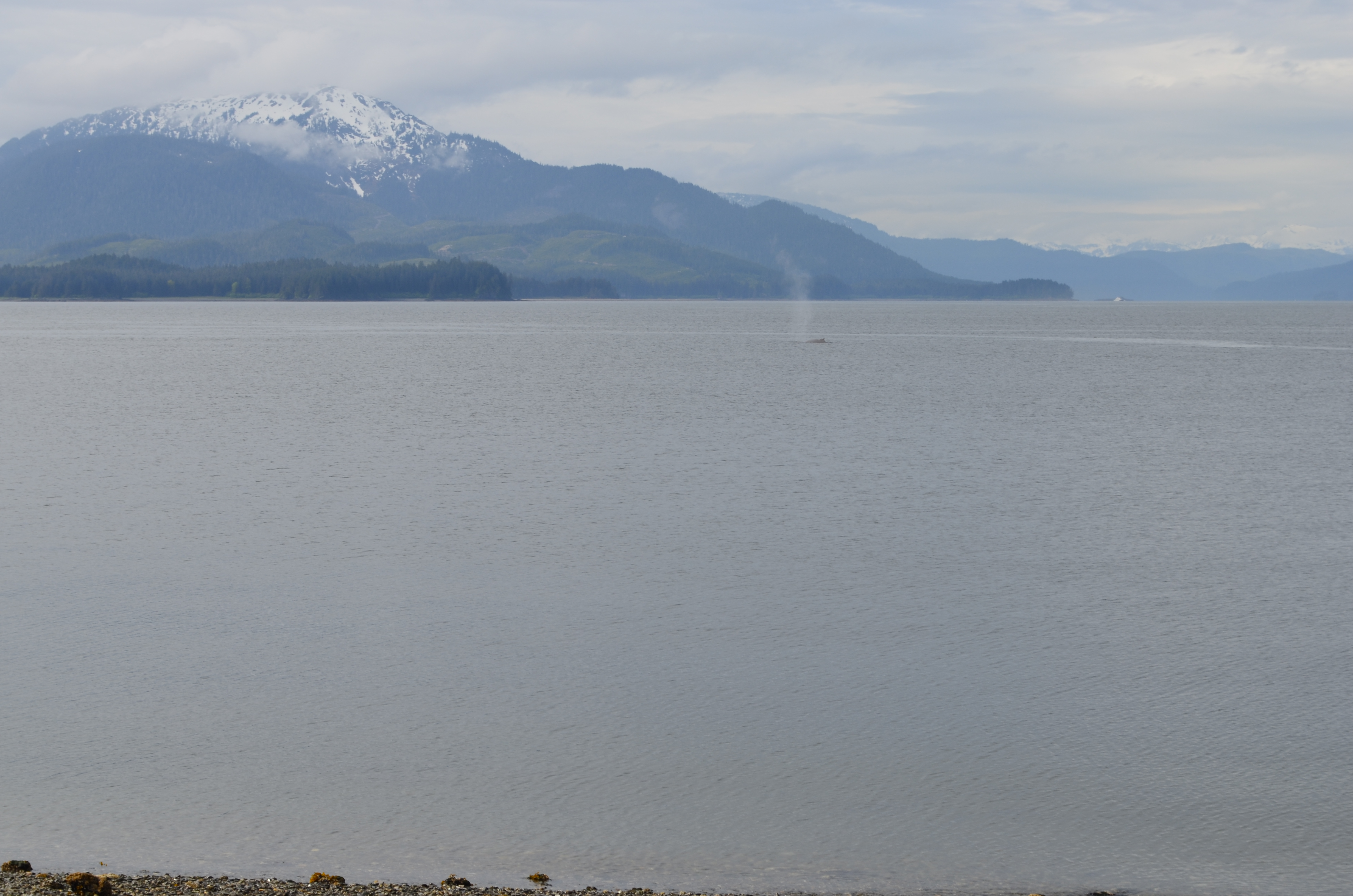 ./2017/08 - Alaska Cruise/10 - Icy Strait Point/DSC_0295.JPG
